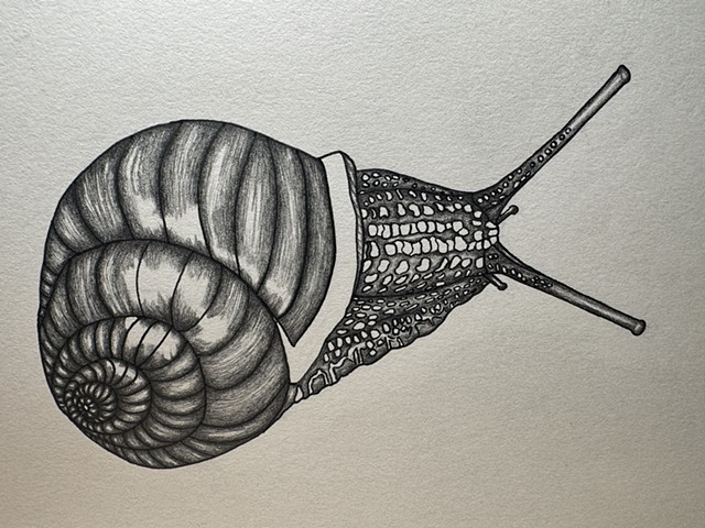 Land Snail