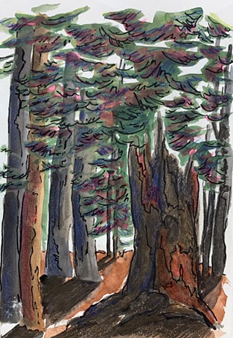 Saratoga Pines