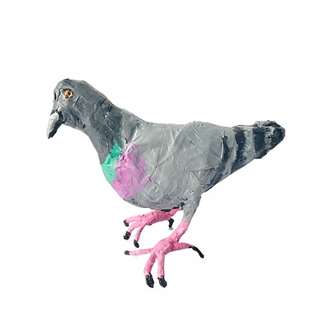 Pigeon