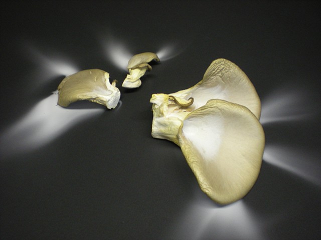 MycoOrb 5