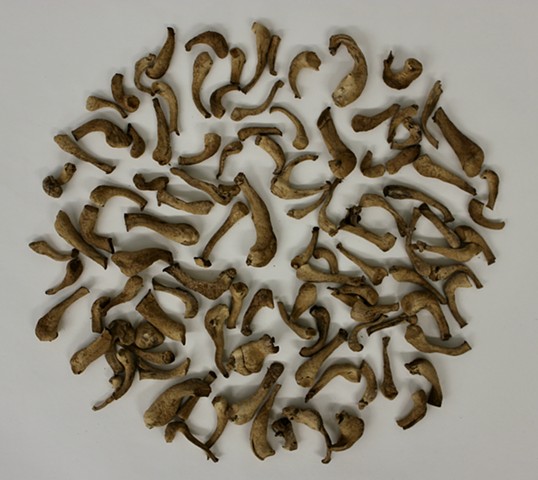MycoBones #1