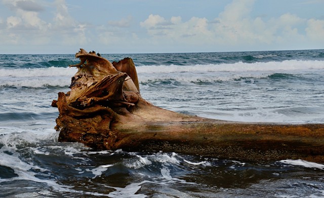 Driftwood