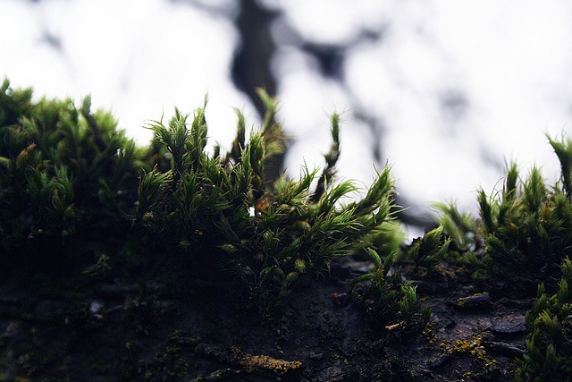 Seattle Moss