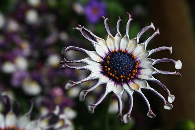 African Daisy