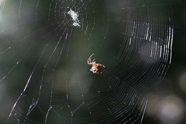 Spider Spinning