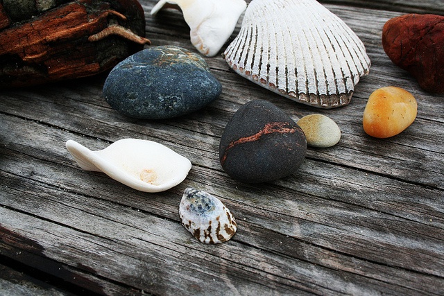 Rocks & Shells