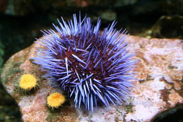 Purple Urchin