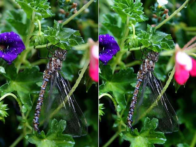 Dragonfly Combo