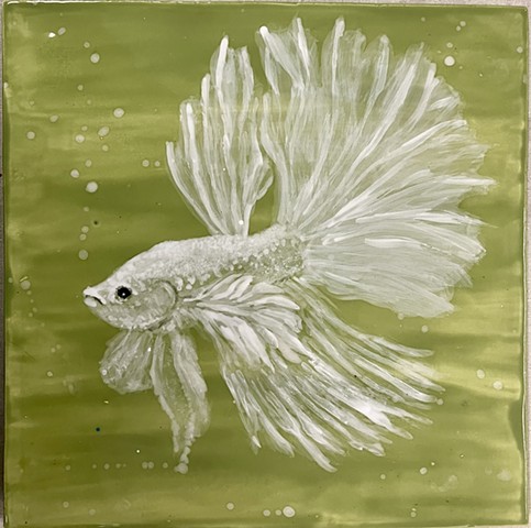 Siamese Fighting Fish VII