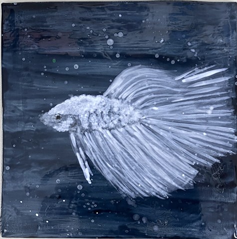 Siamese Fighting Fish XI