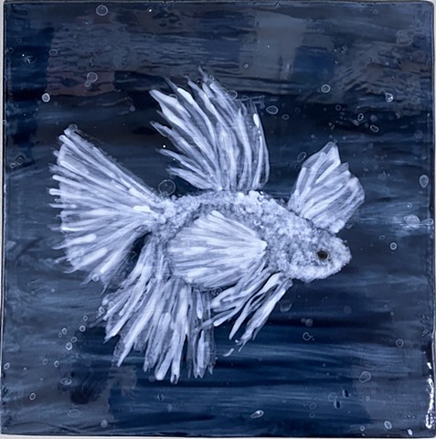 Siamese Fighting Fish XIII
