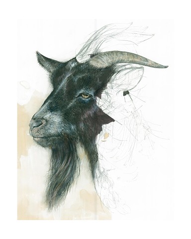 goat, drawing, goat drawing, animal drawing, contemporary art, contemporary animal drawing, contemporary drawing