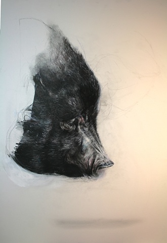 pig, painting, drawing, animals, contemporary, realism