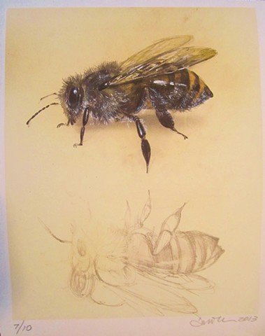 bee, animal drawing, bee drawing, realistic nature art, contemporary drawing