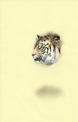 tiger, contemporary drawing, art, absurd, animal, realism