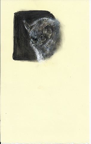 bat drawing contemporary drawing 