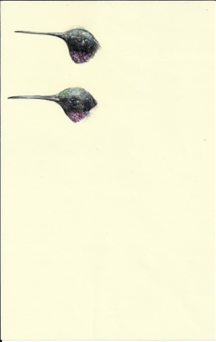 Drawing of hummingbirds, Two hummingbirds heads. Wittgenstein. Realism