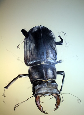big beetle drawing nature realism