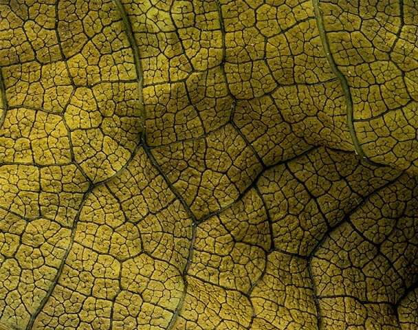 Panoramic, focus stacked dead leaf, detail.
