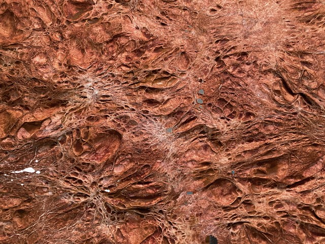 Sequoia (detail)