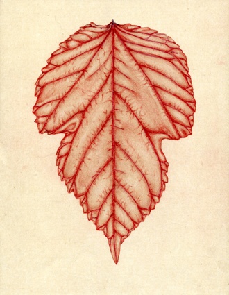 Red Leaf