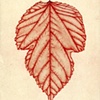 Red Leaf