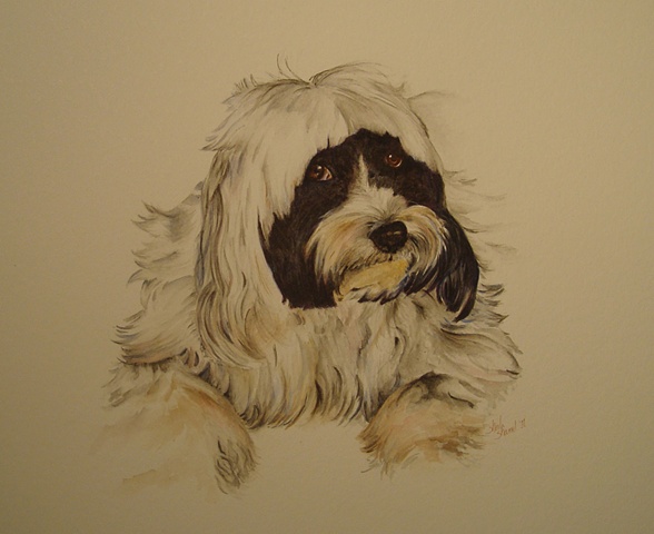 Watercolor, pet portrait, dog portrait, Sheepdog portrait, Raleigh North Carolina