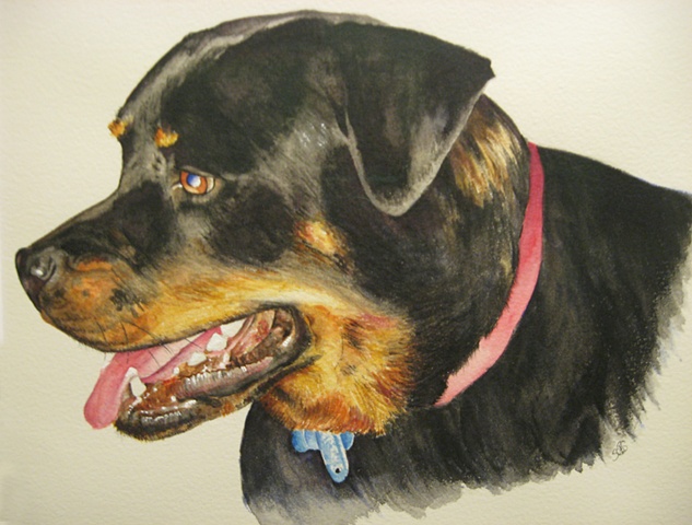 Watercolor, pet portrait, dog portrait, Rottweiler portrait, Raleigh North Carolina