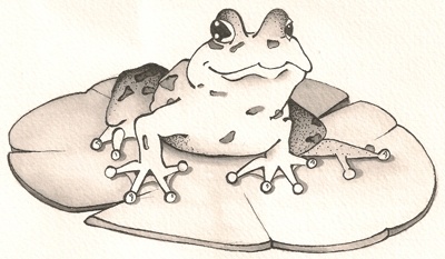 frog art, lily pad, illustration, Raleigh North Carolina, 