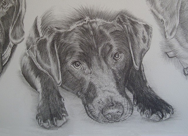 center dog, detail