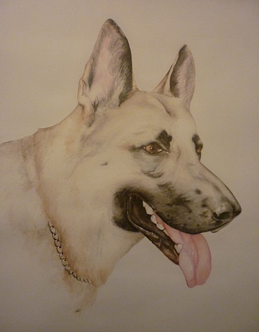 Watercolor, pet portrait, dog portrait, German Shepherd portrait, Raleigh North Carolina