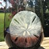 Sand Dollar wine glass