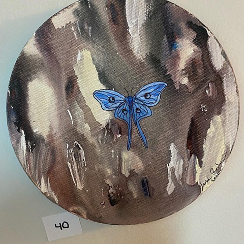moth, blue