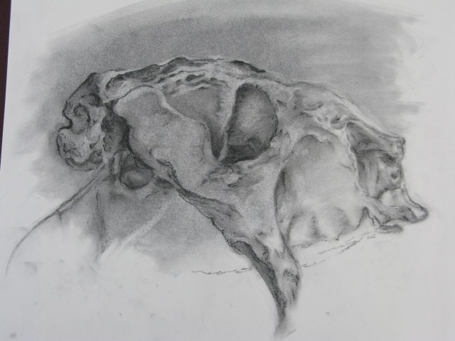 Diana DiMare, Field Museum Study