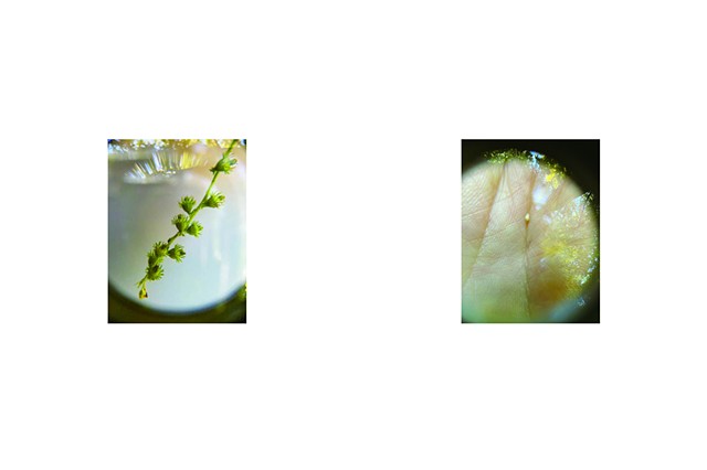 Gravity toward the Island