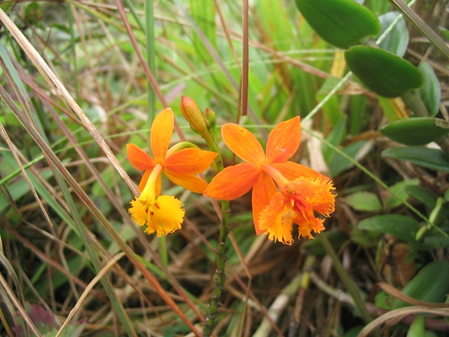 Orange wild flowers