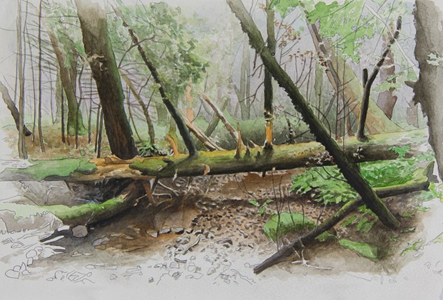 watercolor landscape of California forest