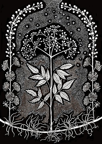 Botanical drawing of North Carolina Native Plants Elderberry, Black Cohosh, and Witch Hazel, For Penland School of Crafts