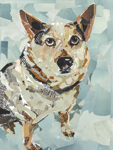 Cookie the Cattle Dog