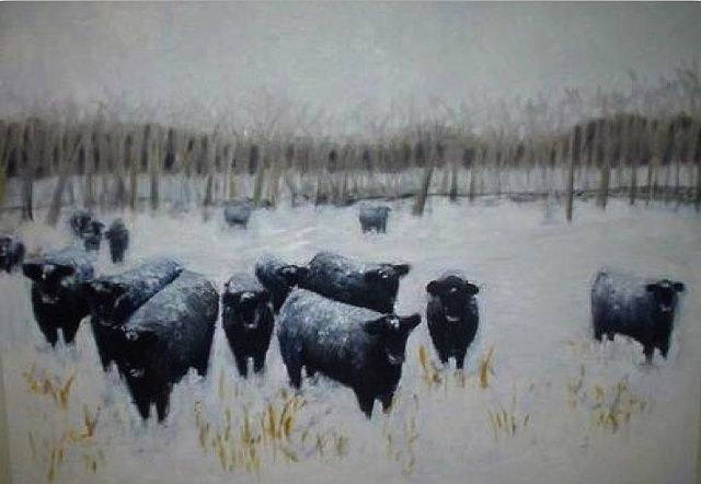 Angus cattle in winter field, Illinois
