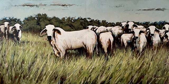 Brahma Cattle, Tilden Texas