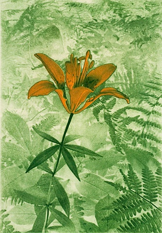 Wood Lily 1