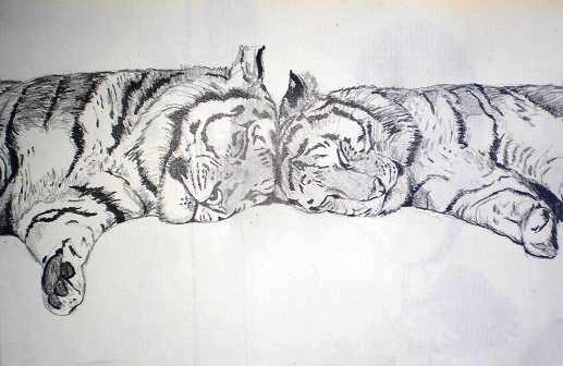 Lying Tigers Pencil Drawing
