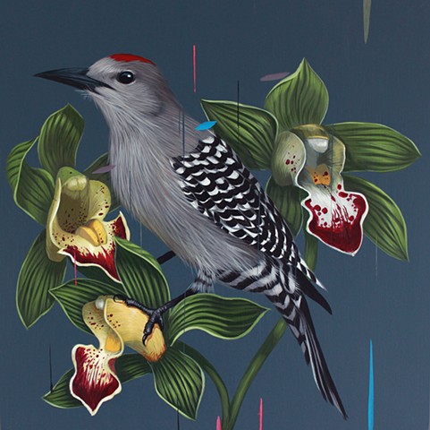 Gila Woodpecker and Cymbidium