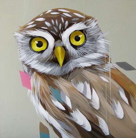 pearl spotted owlet 6x6