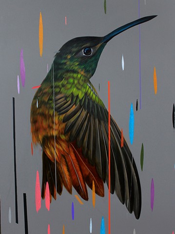 Buff Breasted Hummingbird