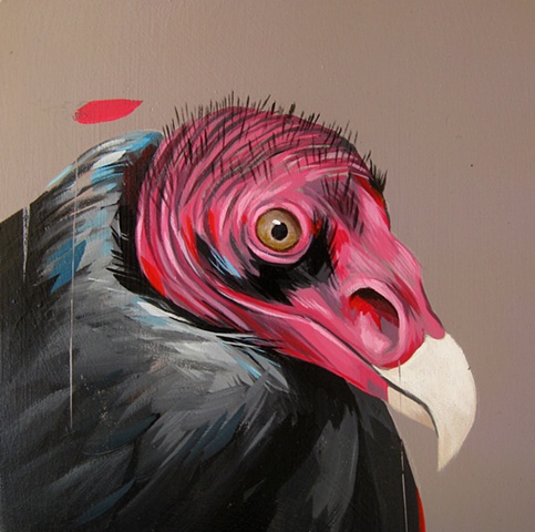 turkey vulture 6x6