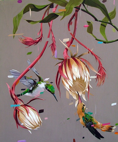 epiphyllum and humingbirds