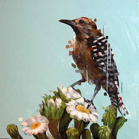 gila woodpecker