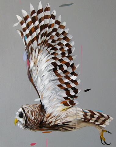 barred owl 8x10